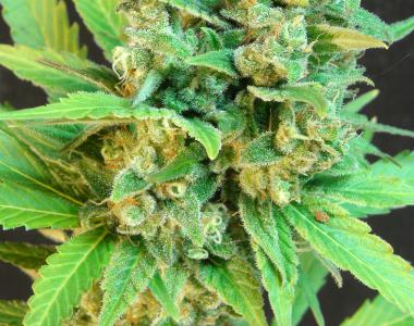 Kannabia Seeds - Kicass Auto cannabis seed