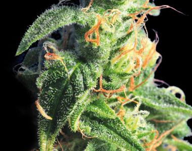 Kannabia Seeds - Kannabia Diesel Glue cannabis seed
