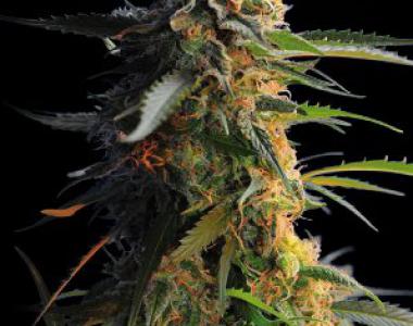 Kannabia Seeds - Big Band cannabis seed