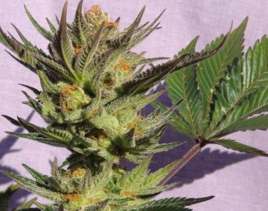 Kannabia Seeds - Gypsy Kush cannabis seed