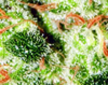 Kannabia Seeds - Gnomo Automatic cannabis seed