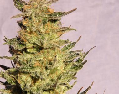Kannabia Seeds - Kreamy Karamel cannabis seed