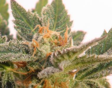 Kannabia Seeds - Kritic Automatic cannabis seed
