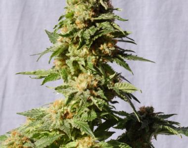Kannabia Seeds - La Blanca cannabis seed
