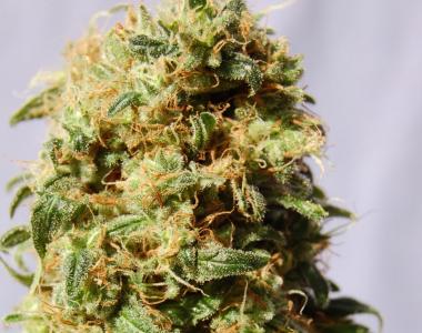 Kannabia Seeds - La Reina De Africa cannabis seed