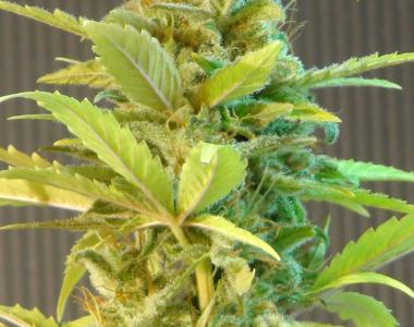 Kannabia Seeds - Mikromachine Automatic cannabis seed