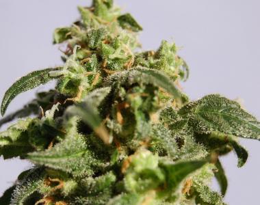 Kannabia Seeds - Skunk + cannabis seed
