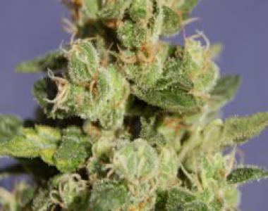 Kannabia Seeds - Kiss cannabis seed