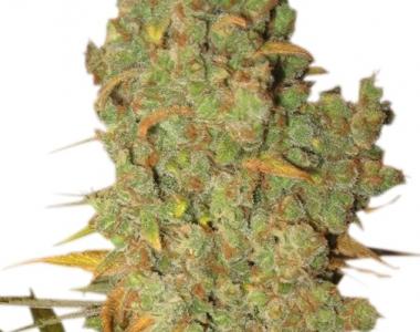 Kannabia Seeds - Big Bull cannabis seed