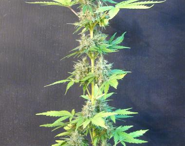 Kannabia Seeds - Speedy Boom Automatic cannabis seed