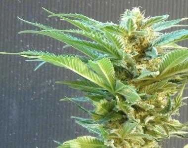Kannabia Seeds - Thai Fantasy cannabis seed