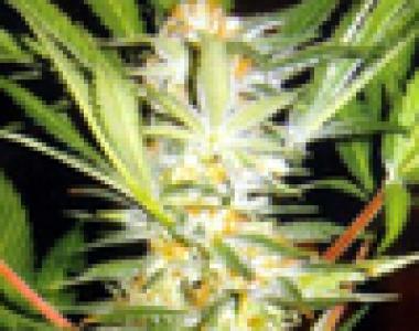Kannabia Seeds - White Domina cannabis seed