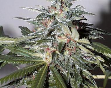 KC Brains - KC51 Auto cannabis seed