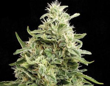 Kera Seeds - Amnesia Auto cannabis seed