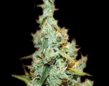 Kera Seeds - Amnesia Mac Ganja cannabis seed