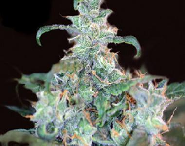 Kera Seeds - Crazy Mouse cannabis seed