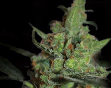 Kera Seeds - California Nugget cannabis seed