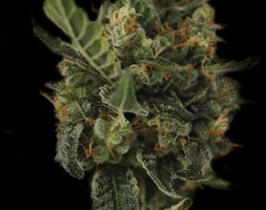 Kera Seeds - Cherry Grapefruit cannabis seed