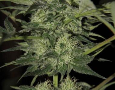 Kera Seeds - Crazy Bud Auto cannabis seed