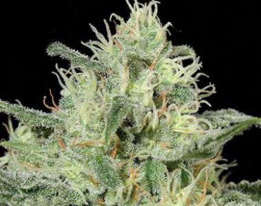 Kera Seeds - Critical cannabis seed