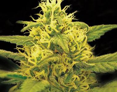 Kera Seeds - Dutch Power cannabis seed
