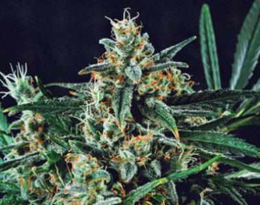 Kera Seeds - Dwarf Auto cannabis seed