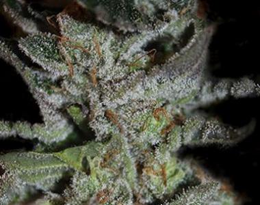 Kera Seeds - LA Widow cannabis seed