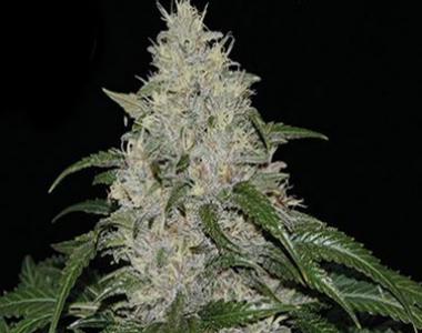 Kera Seeds - Matic Auto cannabis seed