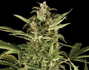 Kera Seeds - NLX Diamond Auto cannabis seed