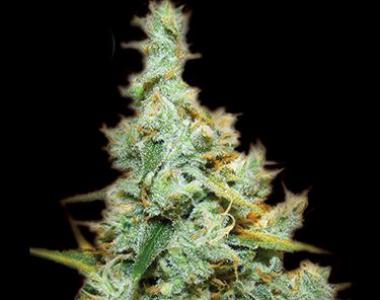 Kera Seeds - Premium Diesel cannabis seed