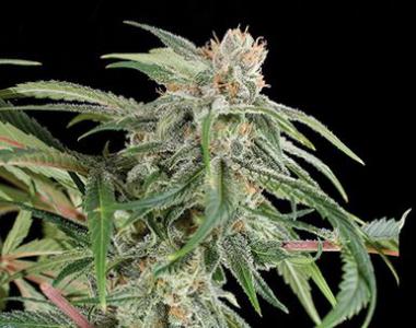 Kera Seeds - White Thunder cannabis seed