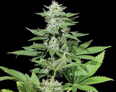 Kera Seeds - White Widow cannabis seed