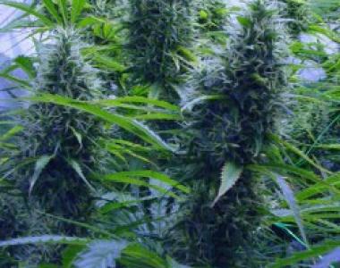 Kiwi Seeds - 2 Pounder cannabis seed