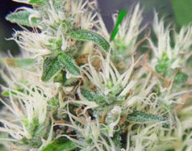 Kiwi Seeds - Alegria cannabis seed