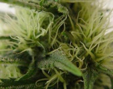 Kiwi Seeds - Daddys Girl cannabis seed