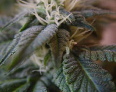 Kiwi Seeds - Hindu Kush cannabis seed