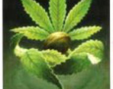 Kiwi Seeds - Indoor Mix cannabis seed