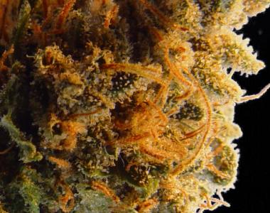 Kiwi Seeds - Mako Haze cannabis seed