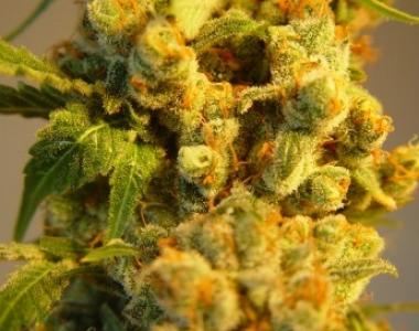 Kiwi Seeds - Milky Way cannabis seed