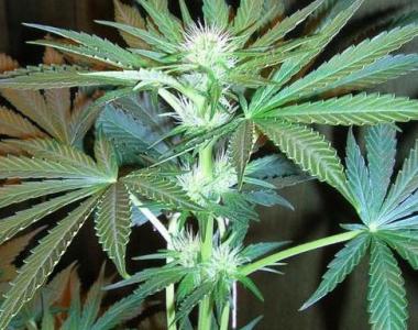 Kiwi Seeds - MT Cook cannabis seed