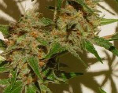 Kiwi Seeds - Rays Choice cannabis seed