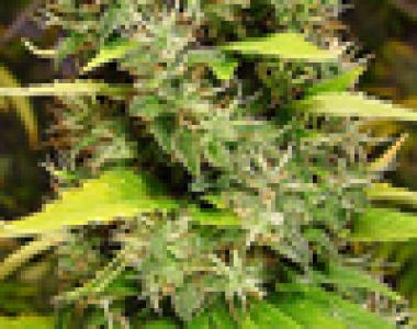 Kiwi Seeds - White Island cannabis seed