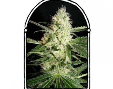 Kush Brothers - Yellow Stone cannabis seed