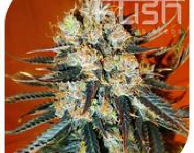 Kush Seeds - Auto Kush cannabis seed