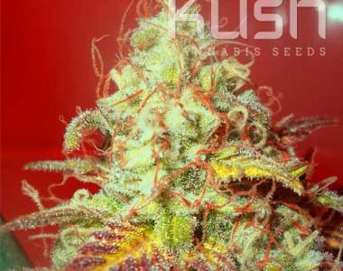 Kush Seeds - Critical Kush cannabis seed