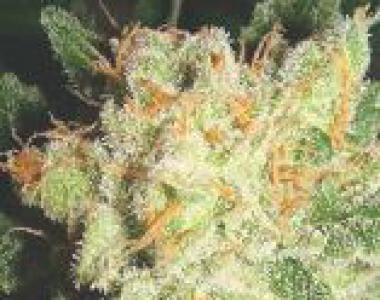 Lady Sativa - English OG cannabis seed