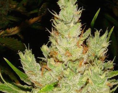 Lady Sativa - Knightsbridge OG Haze cannabis seed