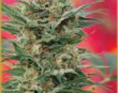 Mandala Seeds - 8 Miles High cannabis seed