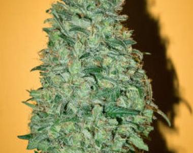 Mandala Seeds - California Dream cannabis seed