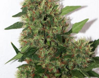 Mandala Seeds - Chill OM cannabis seed